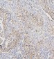 Anti-COPE Antibody Picoband™ (monoclonal, 9B6)